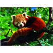 Picture of RAVENSBURGER PUZZLE CUTE RED PANDA 500 PIECES